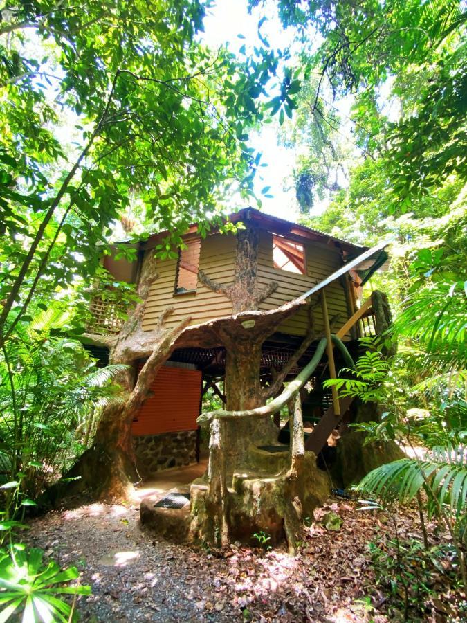 Rainforest Hideaway Кейп-Трибьюлейшн Экстерьер фото