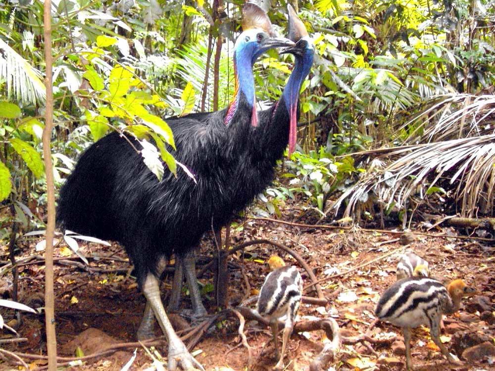 Rainforest Hideaway Кейп-Трибьюлейшн Экстерьер фото