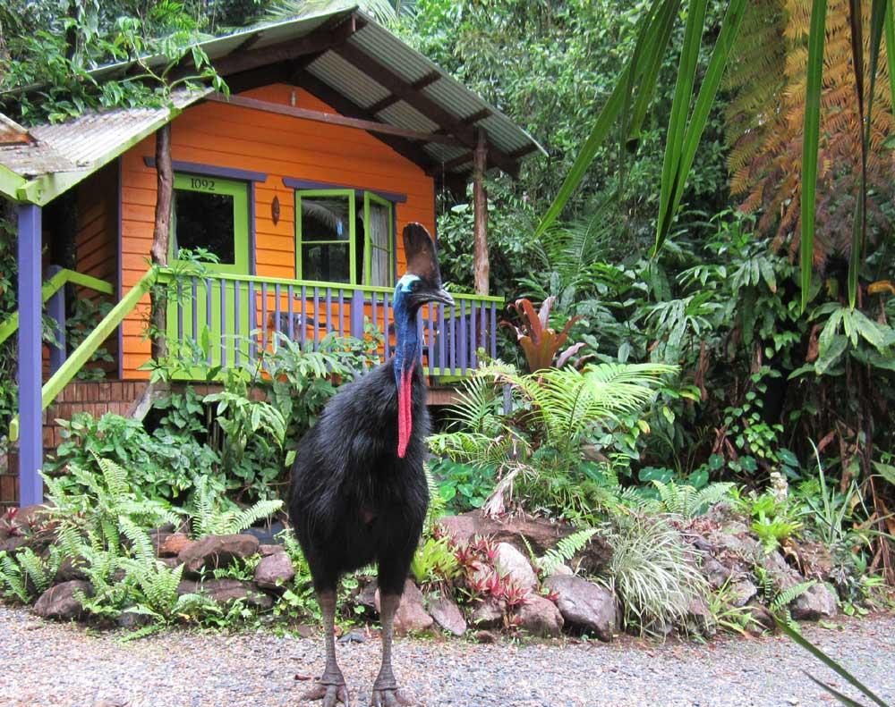 Rainforest Hideaway Кейп-Трибьюлейшн Экстерьер фото